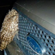 Illustration for article titled Luckiest owl ever survives head-on collision with pickup truck
